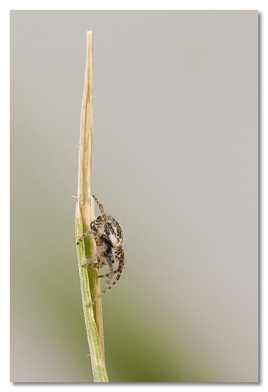 Larinioides, Phlegra, Micrommata, ....